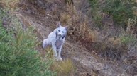 La verdad tras la imagen viral del lince 'albino' captado en Jaén