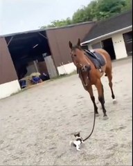 Little puppy tries to walk a horse