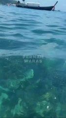 diving with beautiful ornamental fish in the sea