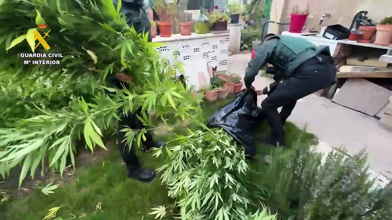 Dos detenidos por cultivar y elaborar marihuana en Arrúbal