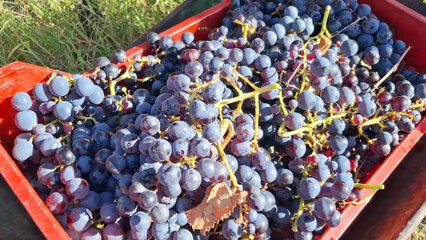 Bacoli (NA) - LA VENDEMMIA DI CANTINE DEL MARE A "TERRAZZE ROMANE" (30.10.25)