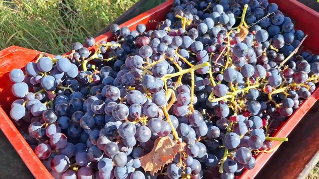 Bacoli (NA) - LA VENDEMMIA DI CANTINE DEL MARE A TERRAZZE ROMANE (30.10.25)