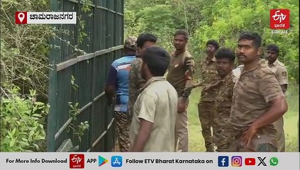 ಚಾಮರಾಜನಗರ: ಕ್ಯಾಮರಾ ಟ್ರಾಪ್​ನಲ್ಲಿ ಹುಲಿ ಓಡಾಟ ಸೆರೆ, ವಿಶೇಷ ವಾಕ್ ಥ್ರೂ ಕೇಜ್ ಅಳವಡಿಕೆ