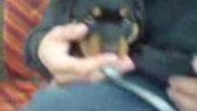 Rottweiller.1