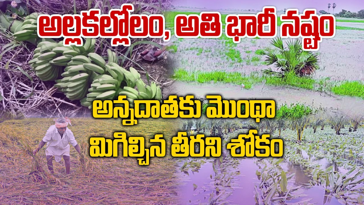 Cyclone Montha | మిగిల్చిన నష్టం, అరటి రైతుల ఆశలు ఆవిరి | Oneindia Telugu