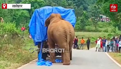 जंगली हाथी ने अनाज लदे ट्रक को किया हाईजैक, शहरी क्षेत्र में मचाया हड़कंप!