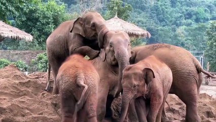 Playful antics in the elephant camp 🐘🐒
