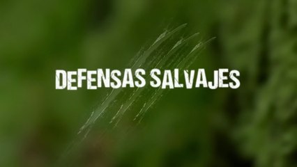 Documental - Defensas Salvajes - Veneno letal -  VENENO LETAL: La Defensa Salvaje que te Mata en 60 Segundos