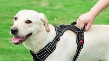 PetBuds’ no pull dog harness UK!