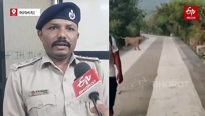 શેત્રુંજી પર્વત ઉપર સિંહ દર્શન: અચાનક સામે સિંહ આવી જાય તો બચવા માટે શું કરવું જોઈએ?