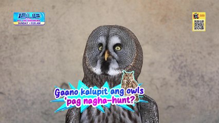 Learn the most interesting facts about owls on 'iBilib'