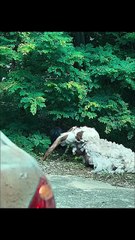 The Corpse Bride Who Doesn't Harm Humans