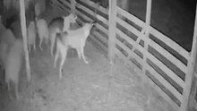be careful with your livestock