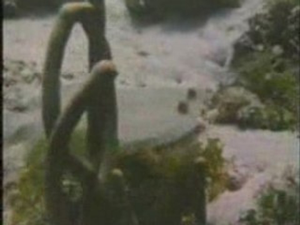 Les merveilles de la vie sous-marine part 1