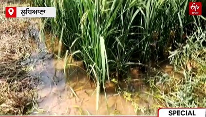 DAP ਦੀ ਕਮੀ ਕਿੰਝ ਹੋਵੇਗੀ ਪੂਰੀ, ਬਦਲ ਵਜੋਂ ਕਿਸਾਨ ਕਿਹੜੀ ਖਾਦ ਦਾ ਕਰਨ ਇਸਤੇਮਾਲ, ਜਾਣੋ ਮਾਹਿਰਾਂ ਦੀ ਰਾਏ