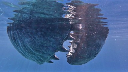 Jurassic World : Renaissance BONUS VO STFR "Le Shallow Tank"