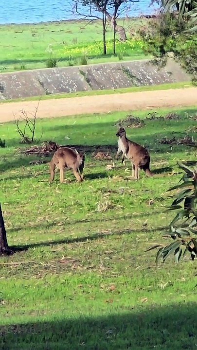 Kangaroos fighting or playing ?