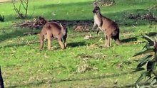 Kangaroos fighting or playing ?