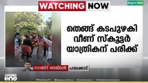 തെങ്ങ് കടപുഴകി വീണ് സ്കൂട്ടർ യാത്രികന് പരിക്ക്