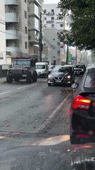 Família de capivaras é flagrada atravessando avenida e encanta motoristas