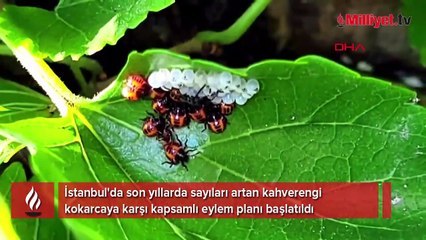 İstanbul’da 'kahverengi kokarca' ile mücadele