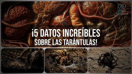 5 Datos SORPRENDENTES sobre las TARÁNTULAS que no conocías
