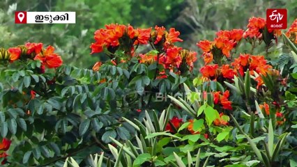 പന്തം പോലെ ജ്വലിക്കും; വഴിനീളെ 'തീപ്പൂമരം', തേയിലച്ചെരുവുകള്‍ക്കിത് പൂക്കാലം