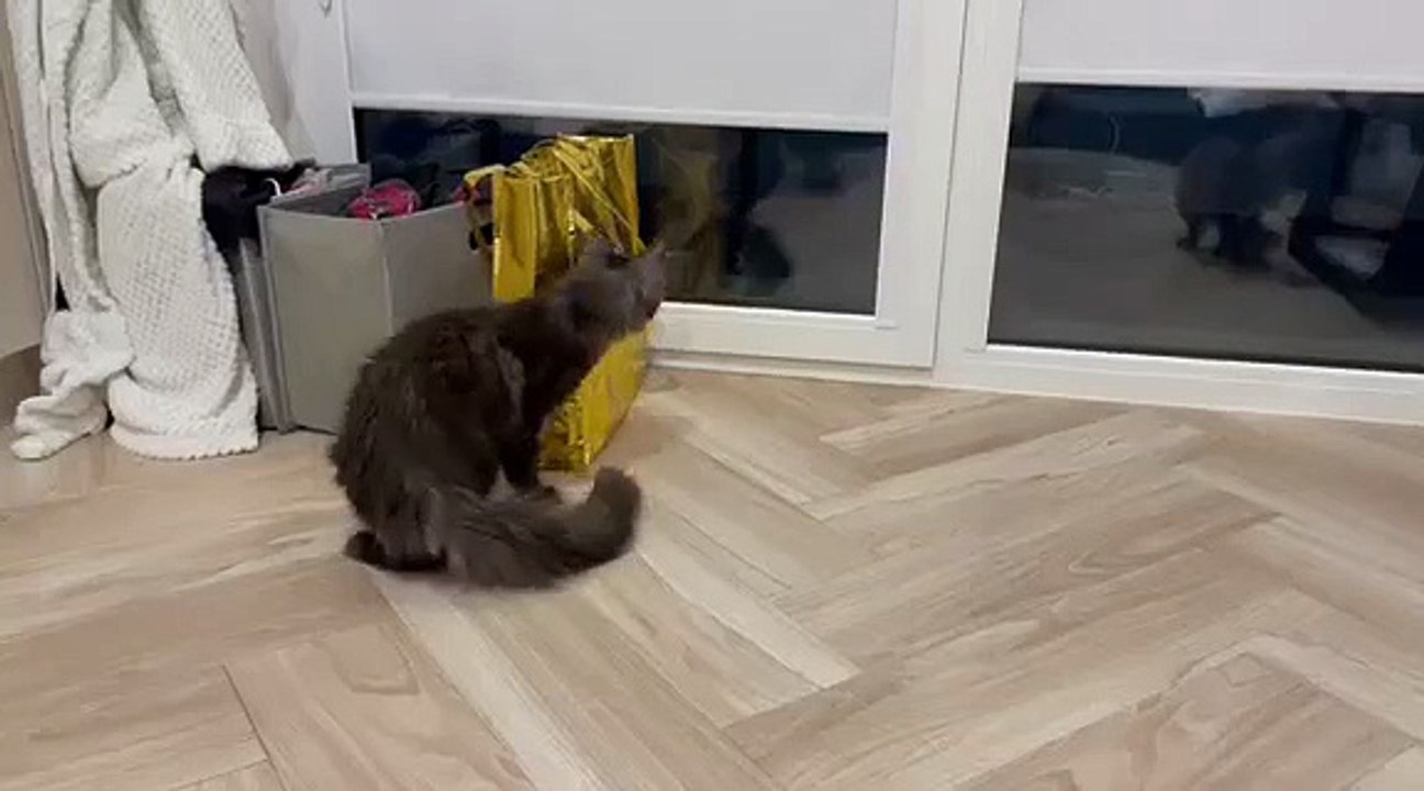 I can`t believe how tiny they were 😻! #cat #kitty #littlecats #cats #cutecats #cuteanimals #funnycats #funnyanimals #viralcats #viralvideo #catsofdailymotion #dailymotioncats #fyp #kitten