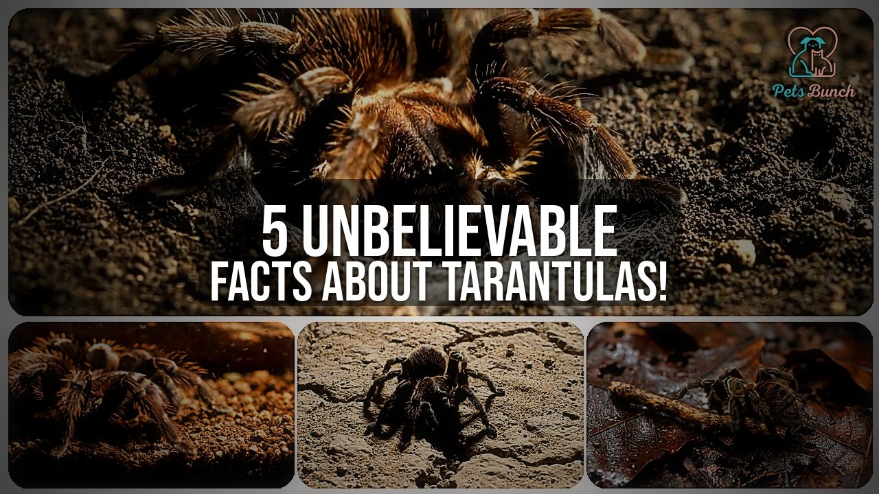 5 Facts About Tarantulas You Won't Believe Are True