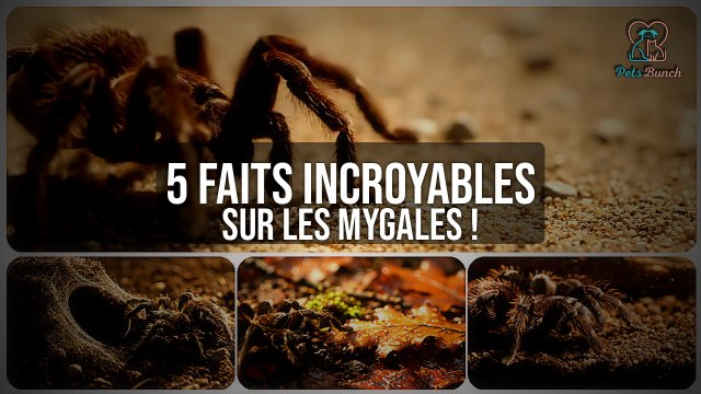 5 Faits ÉTONNANTS sur les Mygales que vous ignorez !