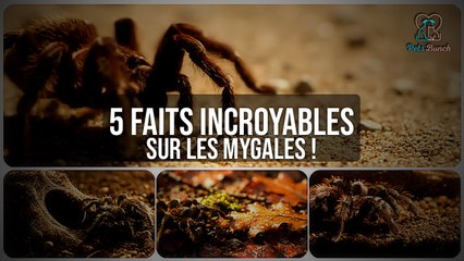 5 Faits ÉTONNANTS sur les Mygales que vous ignorez !