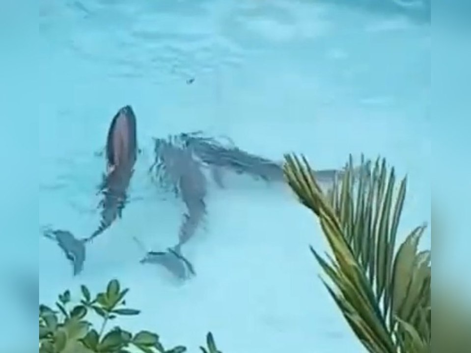 Delfine in Pools? Unglaubliche Bilder aus Jamaika