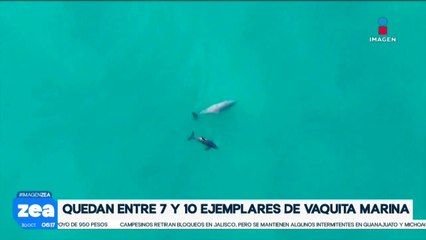 Peligra la vaquita marina, quedan entre 7 y 10 ejemplares en el Alto Golfo de California