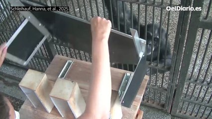 Los chimpancés pueden ‘razonar’ y revisar sus creencias al recibir nueva información