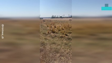 Lioness Fails to Take Down Buffalo in Tense Chase