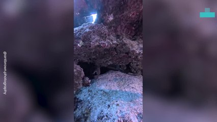 Gliding Rays and the Wild Heart of the Sea