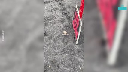 Baby Turtle Returns to the Sea as Crowd Celebrates