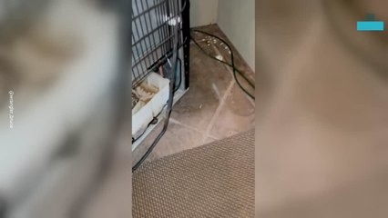 Rattle Snake Found Coiled Beneath a Refrigerator