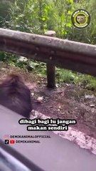 Video Lucu Dubing hewan