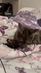 This Tiny Cat’s Night Routine Will Melt Your Heart ❤️ Good Night #cats #shorts #funny #funnycats #goodevening #goodnight #viralcats #cute #cutecats #fyp