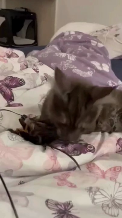This Tiny Cat’s Night Routine Will Melt Your Heart ❤️ Good Night #cats #shorts #funny #funnycats #goodevening #goodnight #viralcats #cute #cutecats #fyp