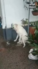 Ce petit garçon ouvre le robinet et permet à ce chien de boire de l’eau