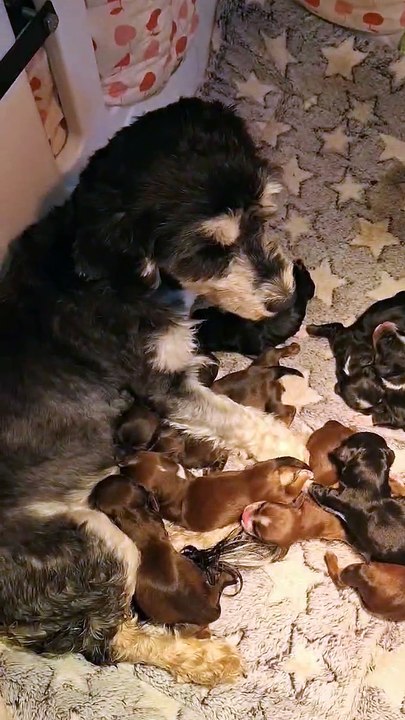 Chiots de Valentine et Victim né le 30/10/2025