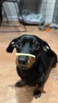 Dog Balances Cheese on Nose Before Eating It