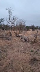 A pair of black-backed jackals defending their den from a wandering hyena even if it costs one of them their lives. 🔥
