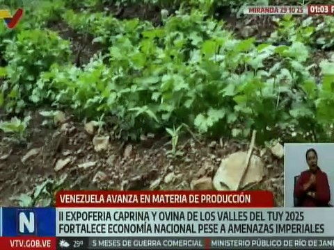 Miranda | Fortalecen la economía nacional en Los Valles del Tuy con II Expoferia Caprina y Ovina