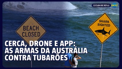 Cerca, drone e app: as armas da Austrália contra tubarões