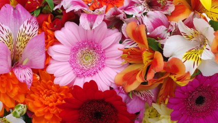 Madrid, Cundinamarca florece: el Festival que impulsa la economía y la sostenibilidad