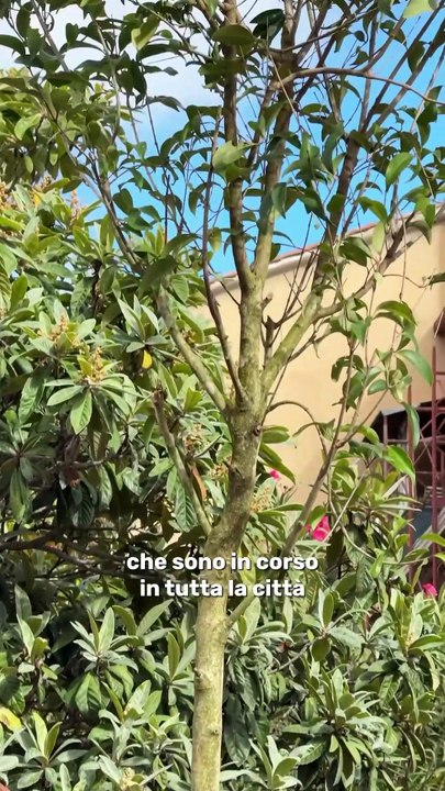 Gualtieri - Sopralluogo in via Pisino, nel V Municipio.. (30.10.25)
