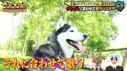 20251015 Animals Goats Kamenashi